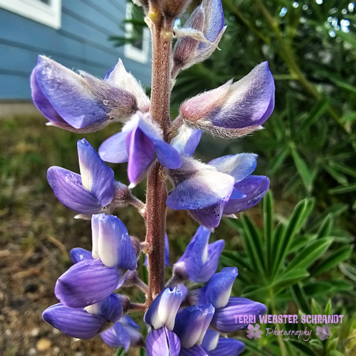 lupine