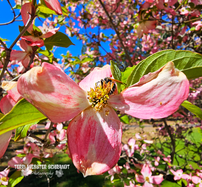 dogwood bloom