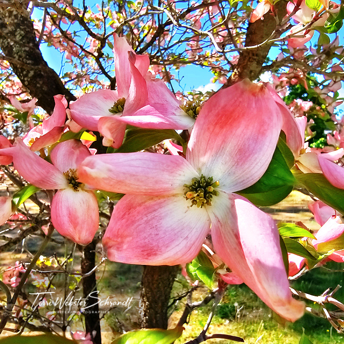 dogwood tree bloom