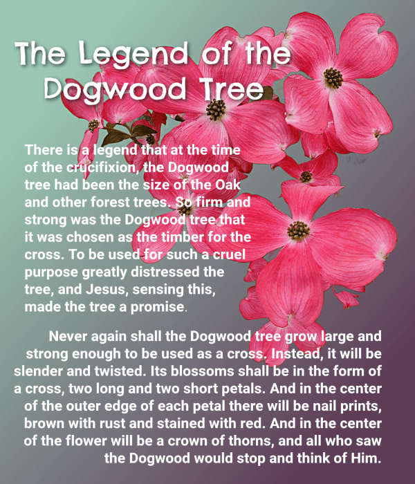graphic dogwood