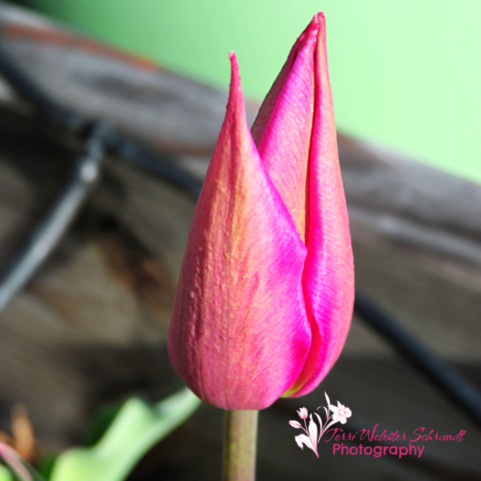 pink tulip bloom