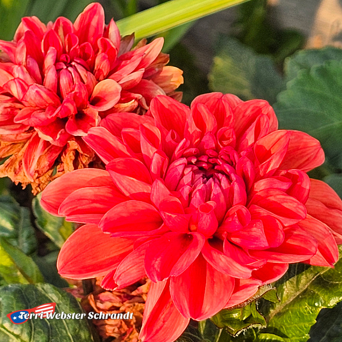 red dahlia