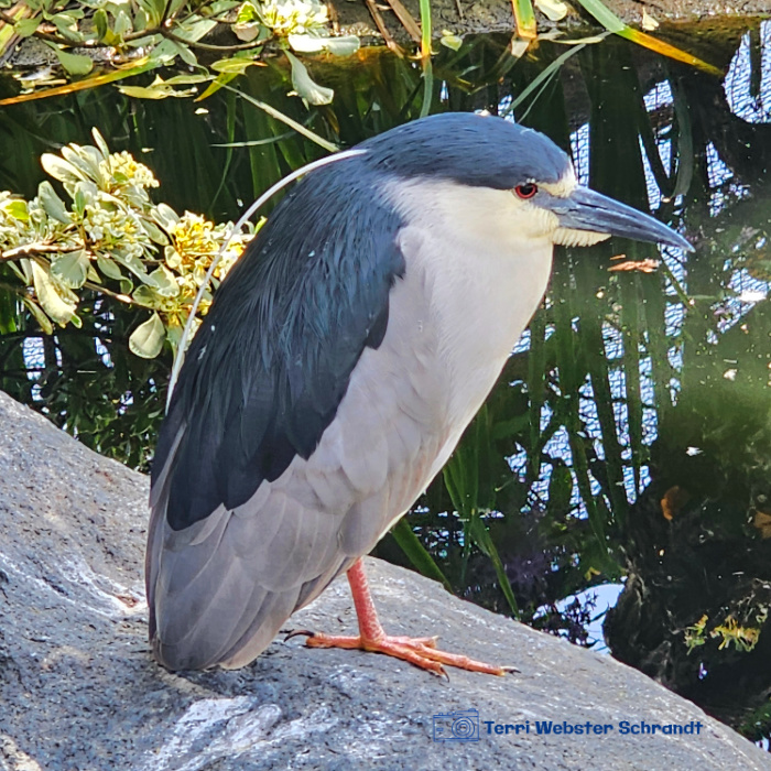 Night Heron