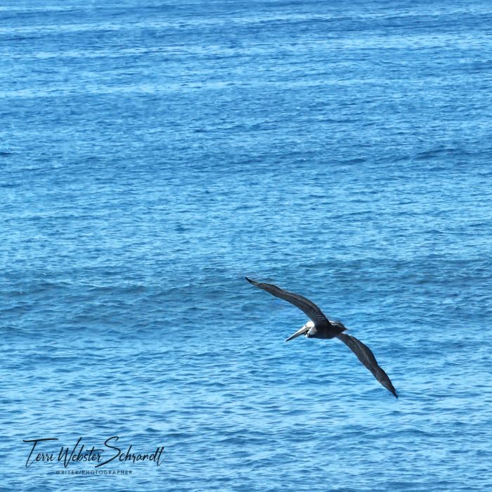 pelican flying over ocean