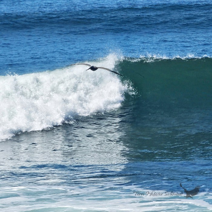 pelican and breaking wave