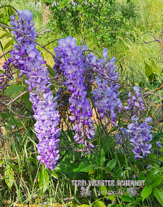 purple wisteria