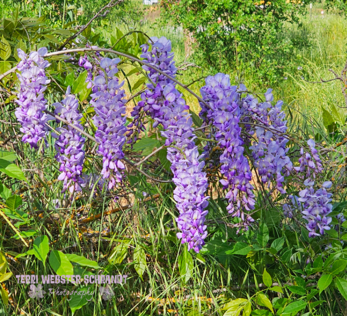 wisteria