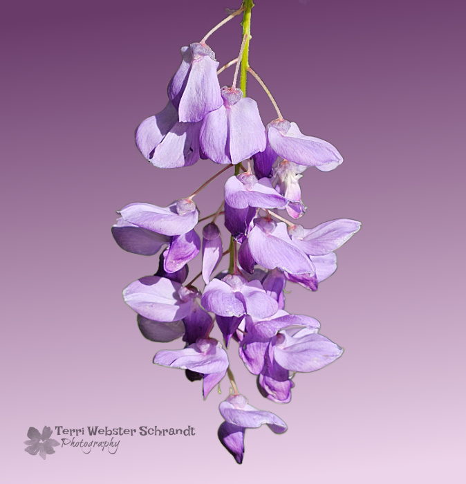 wisteria