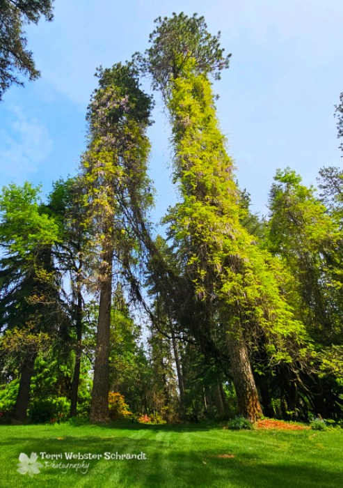 tall evergreens
