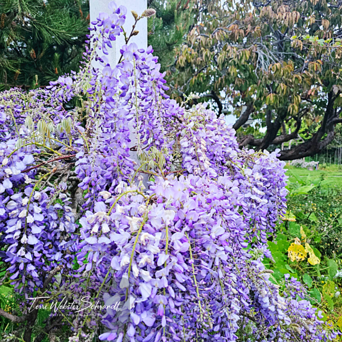wisteria