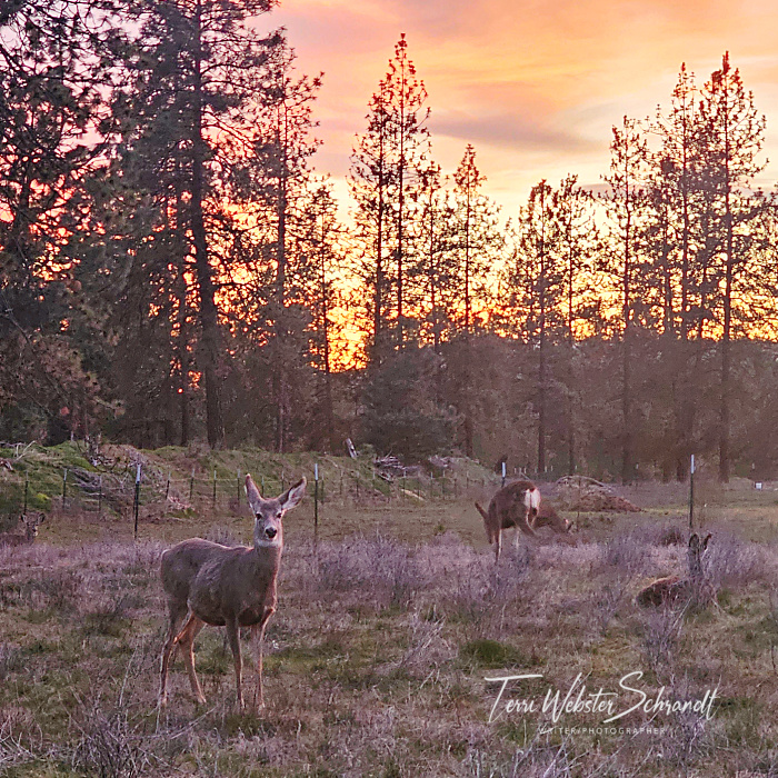 deer sunset