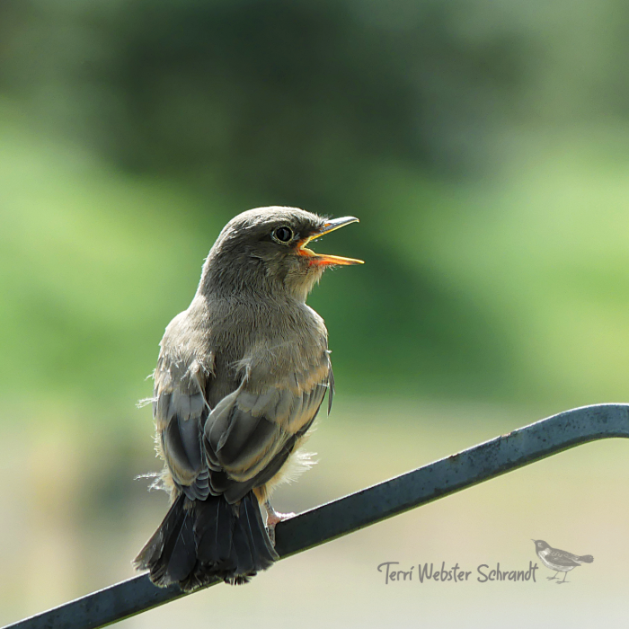 brown bird
