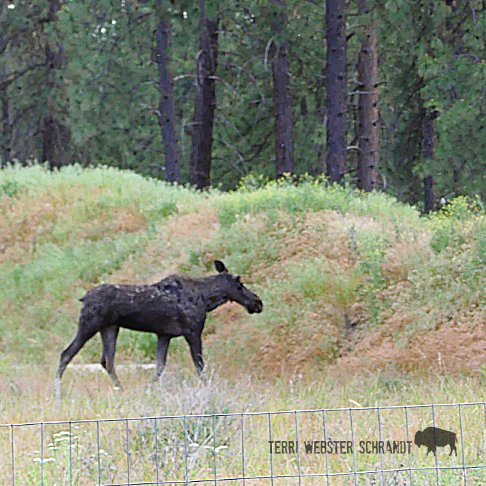 moose