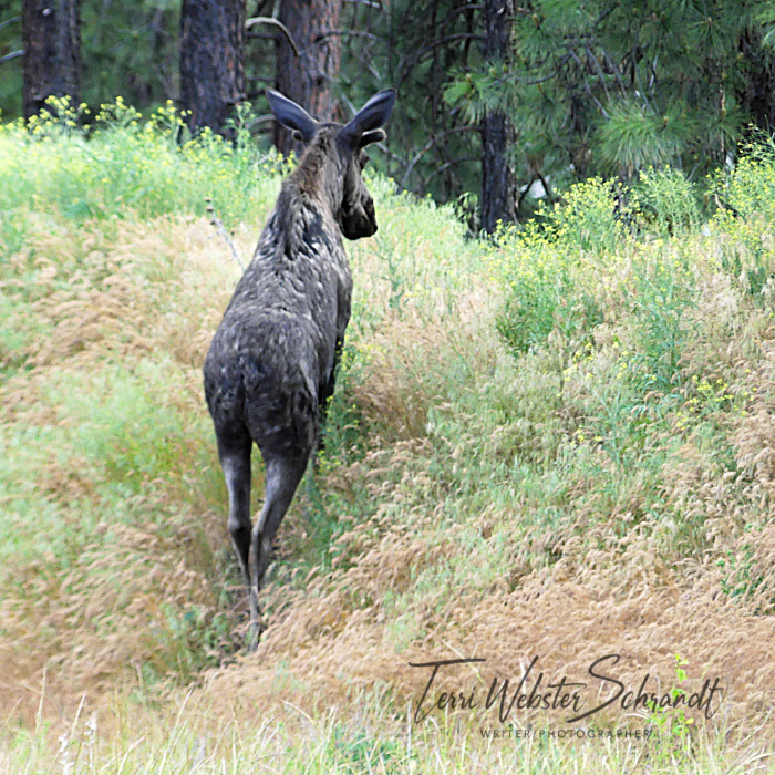 young bull moose