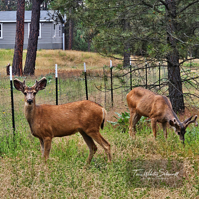 2 deer