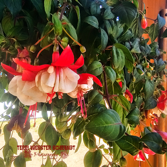 Pink fucshia