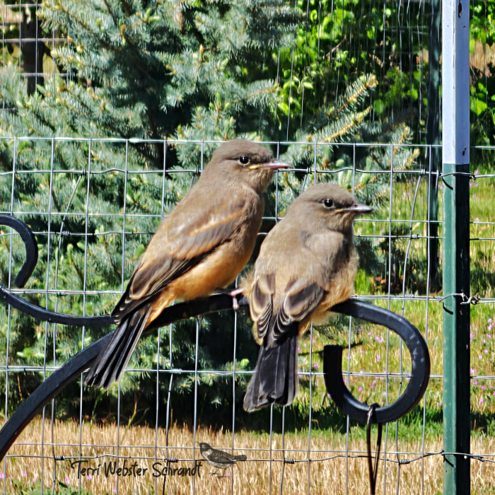 two brown birds