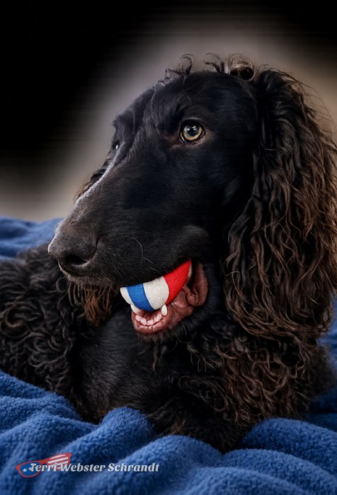 black dog ball