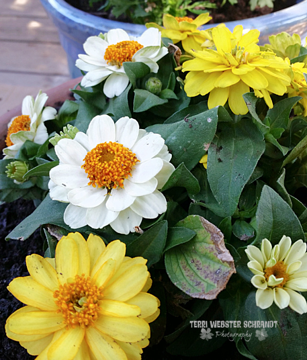 zinnias
