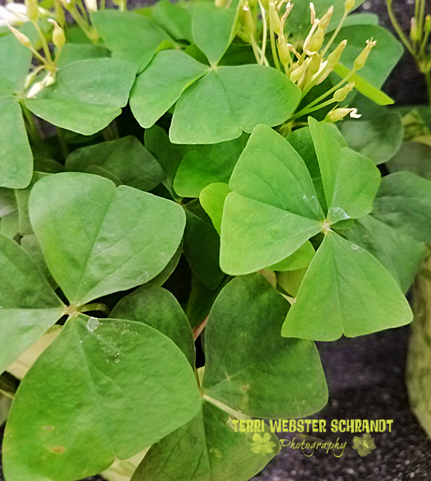 shamrock