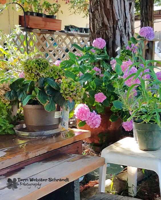 Planters plants
