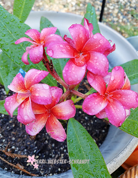 potted plumeria