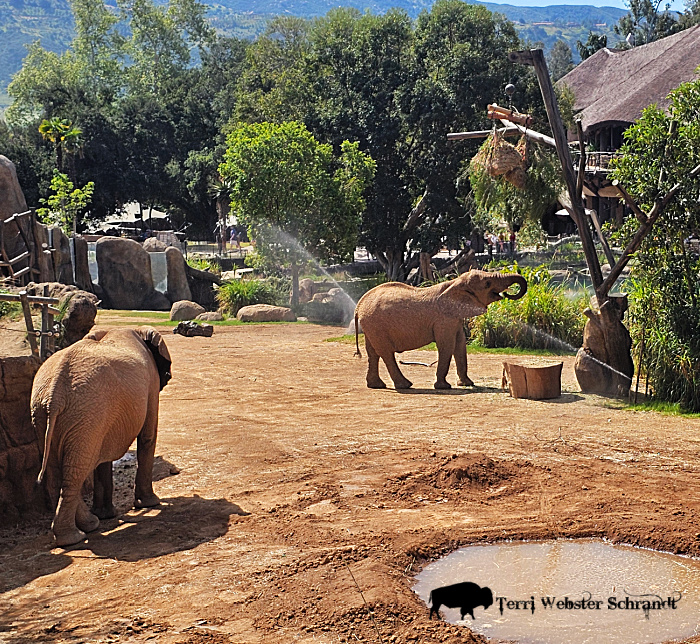 elephants