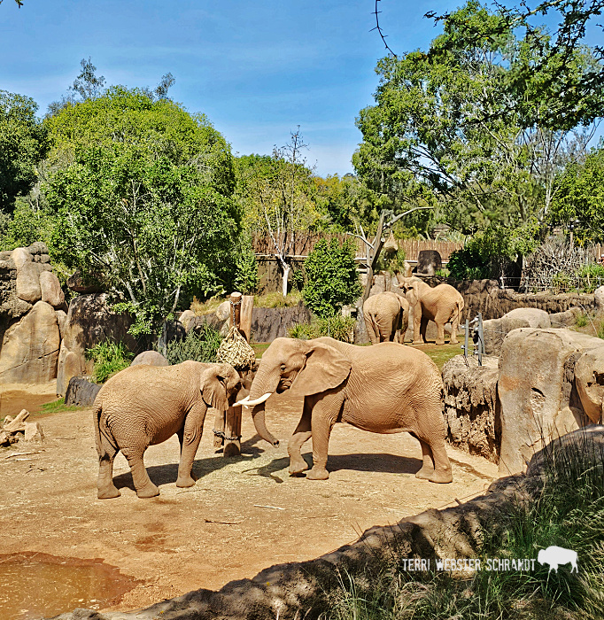 4 elephants