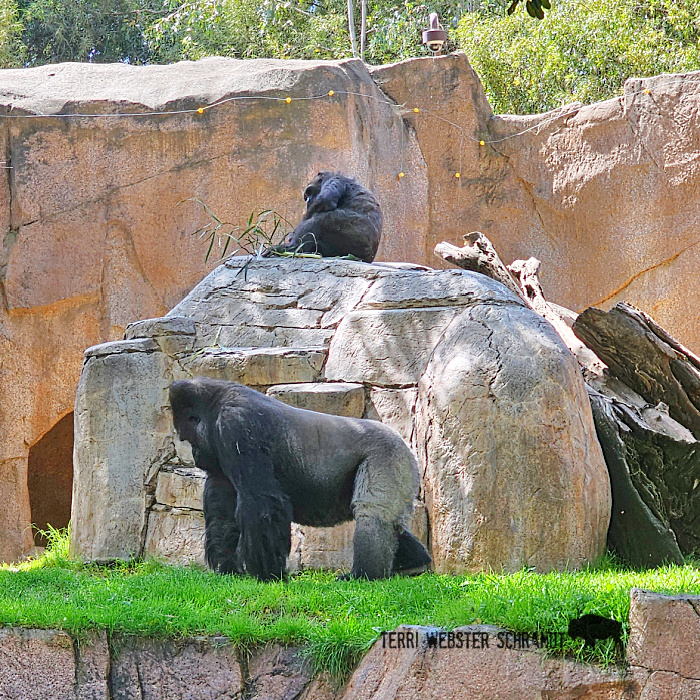 two gorillas