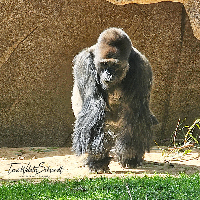 male silverback lowland gorilla