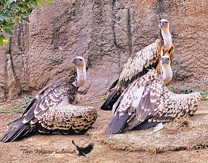 three brown vultures