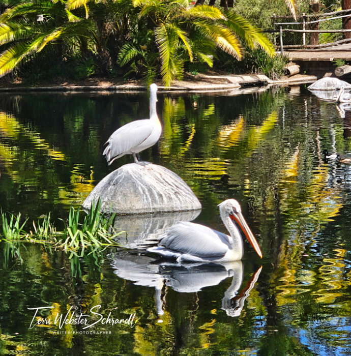 stork reflection