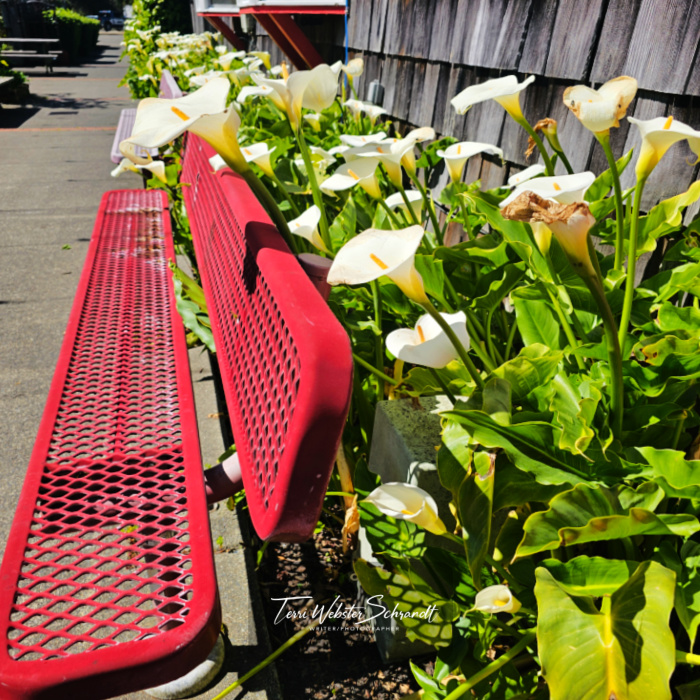 calla lilies