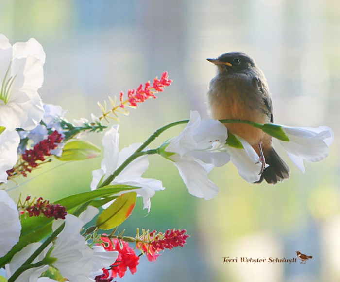 phoebe fledgling