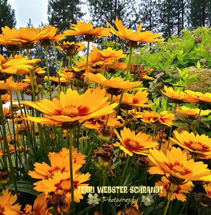 plains coreopsis