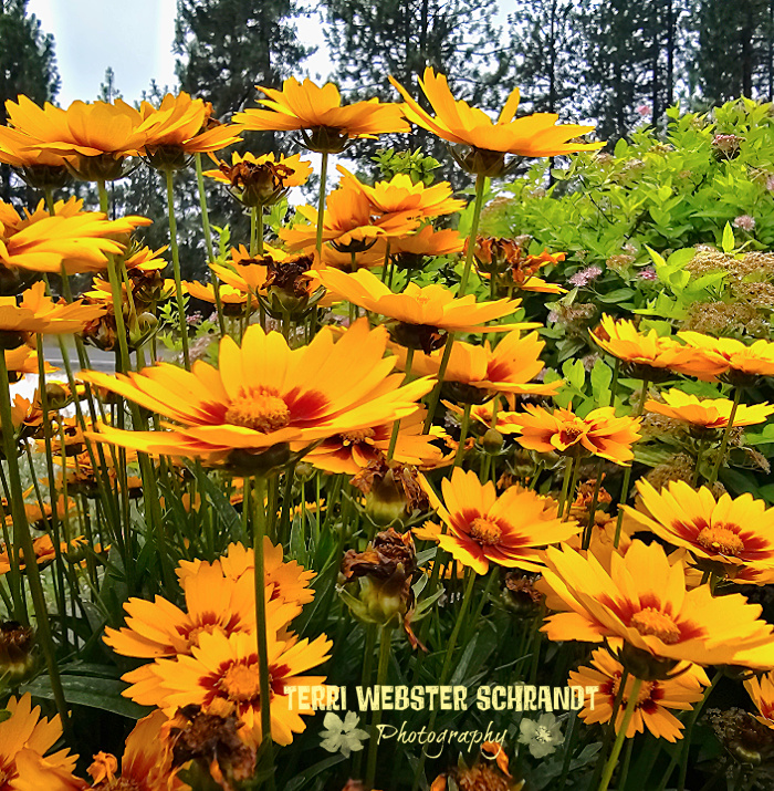 The Flower Hour #48: Floral ABCs Featuring S,T,U and V