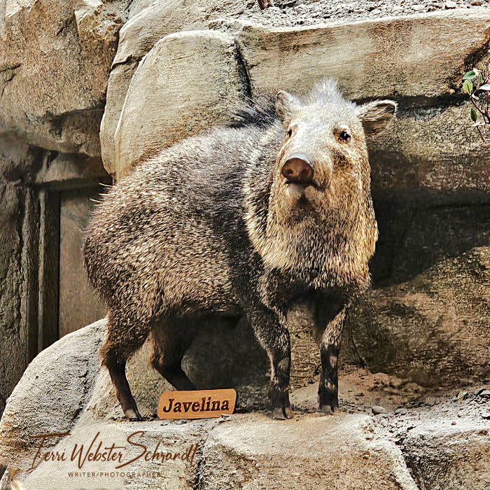 stuffed javelina