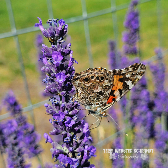 purple lavender