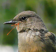 baby bird