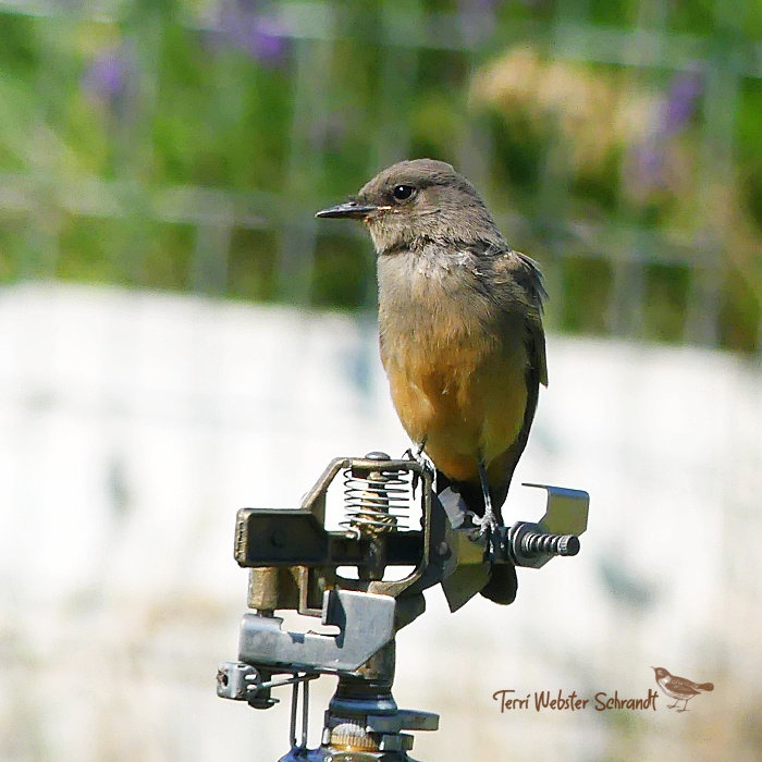 brown bird