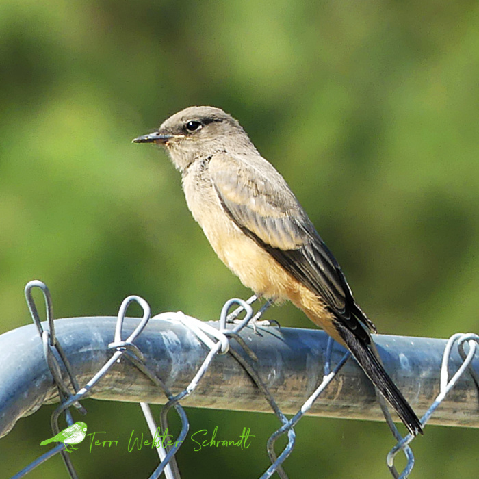brown bird
