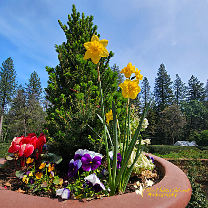 spring flowers in planter