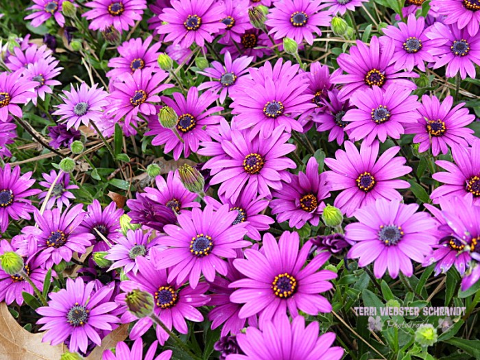 purple African Daisies