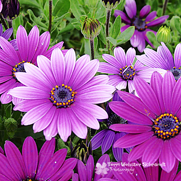 The Flower Hour #44 Floral ABCs Focusing on the Letters M, N, & O