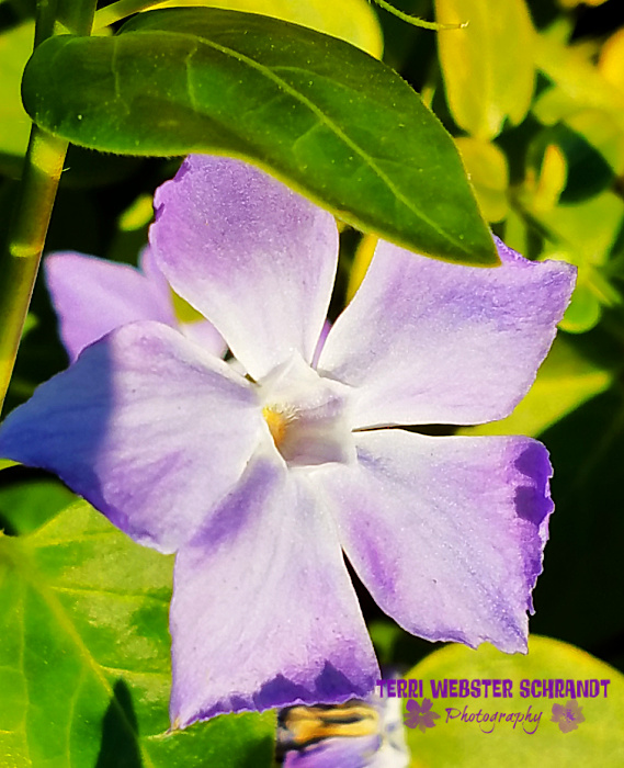 purple vinca