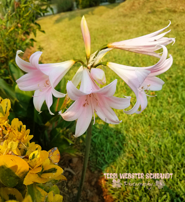 pink amaryllis belladonna Naked Lady