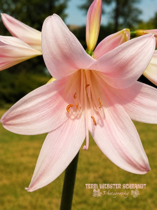 pink amaryllis belladonna