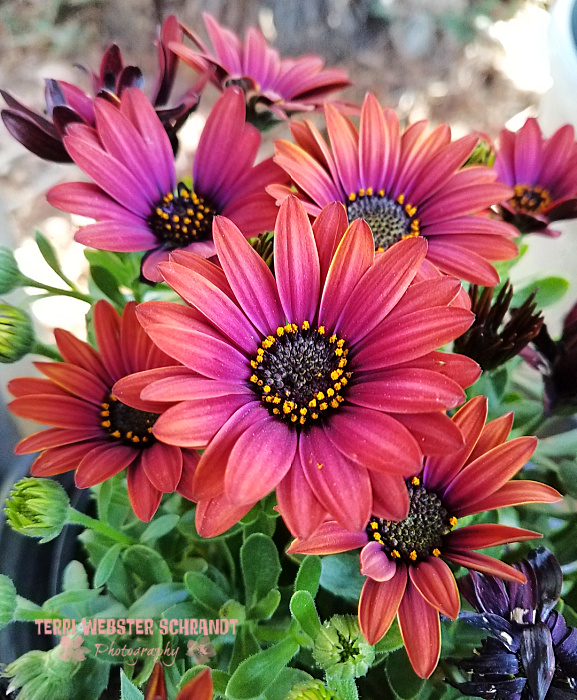 African Daisy