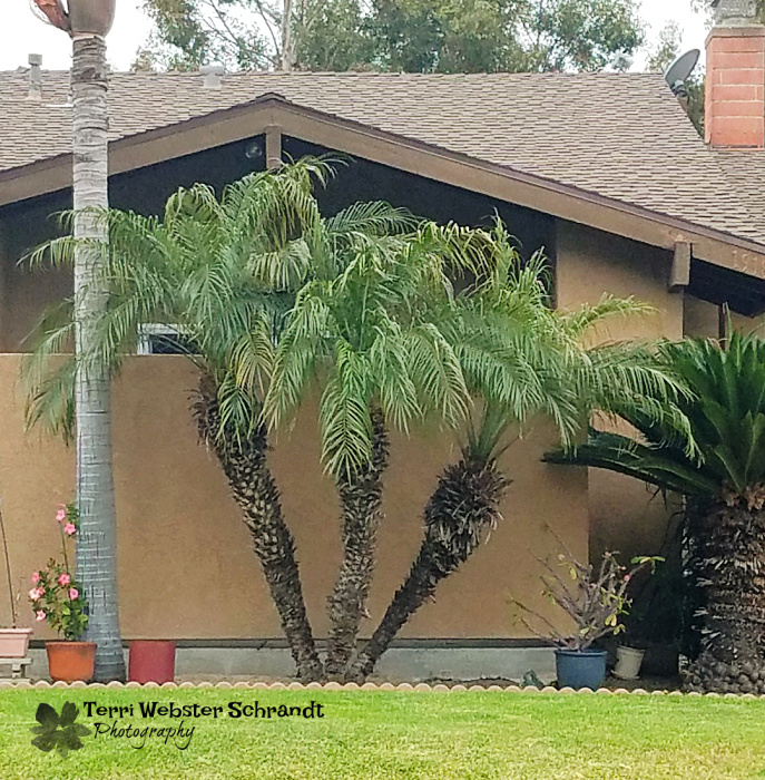 Pygmy Date Palm