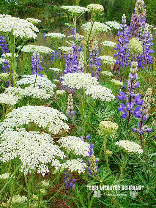 queen annes lace